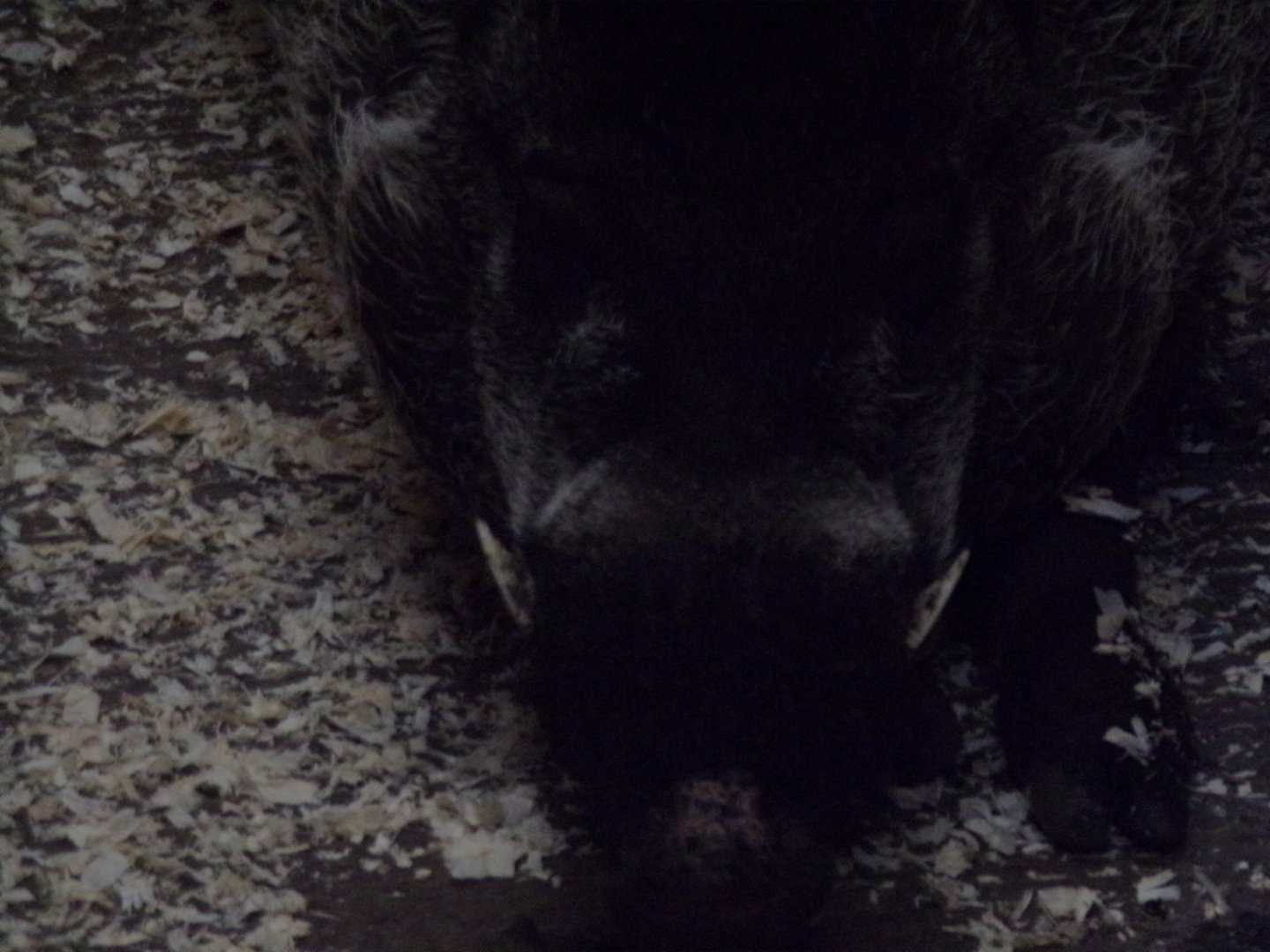 Visayan warty pig male 17.10.24