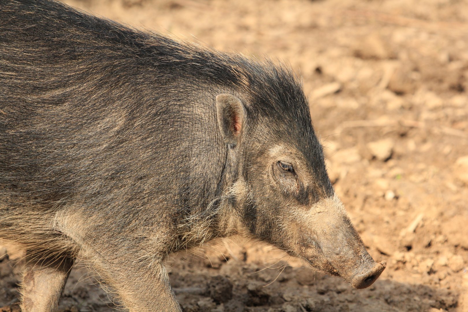 Visayan Warty Pig (May 2018)