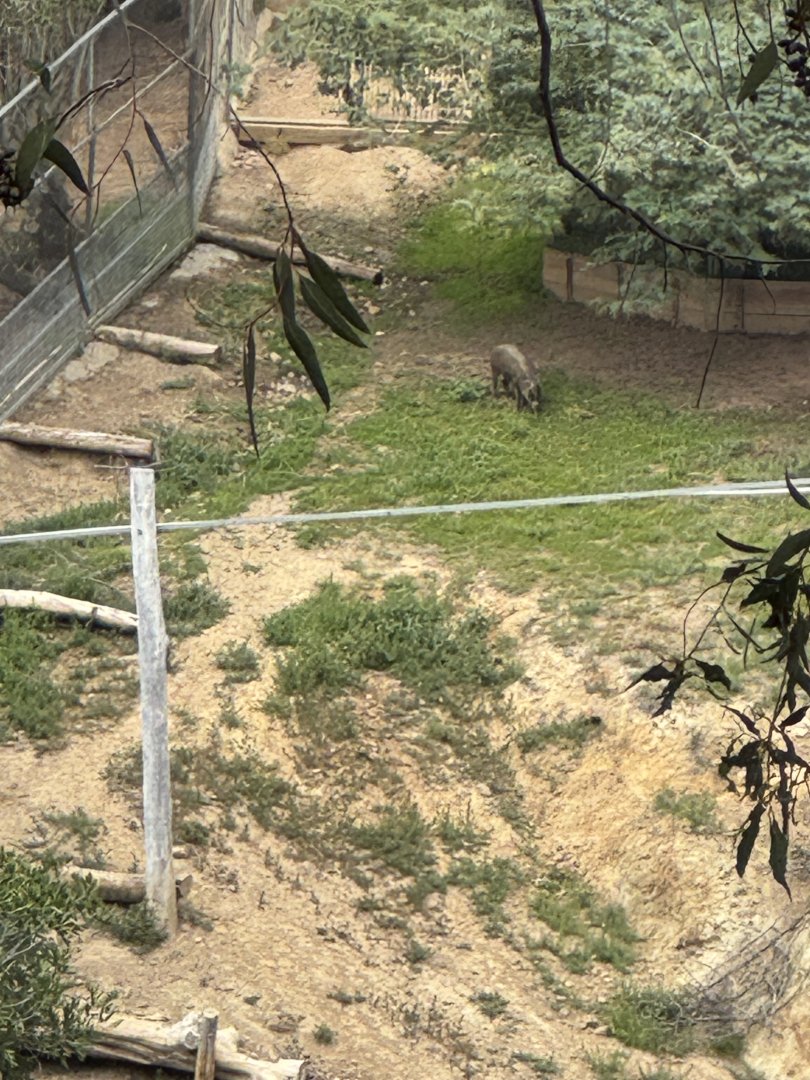 Visayan Warty Pig (off-exhibit)