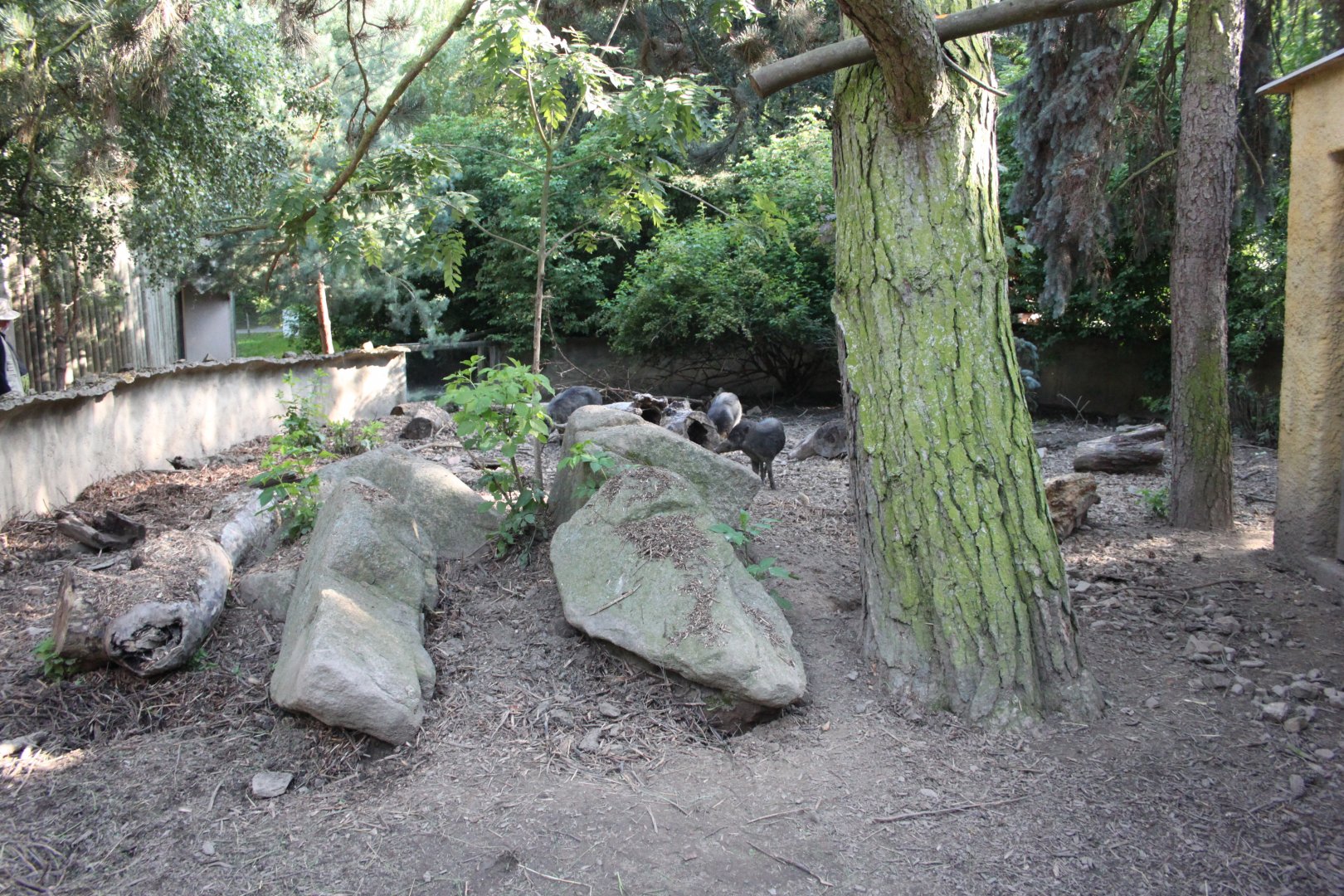 Visayan warty pig outdoor enclosure