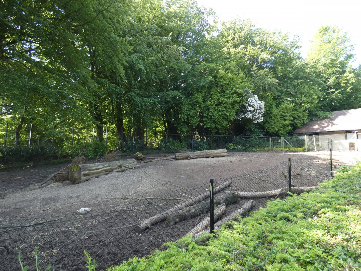 Visayan warty pig outdoor enclosure