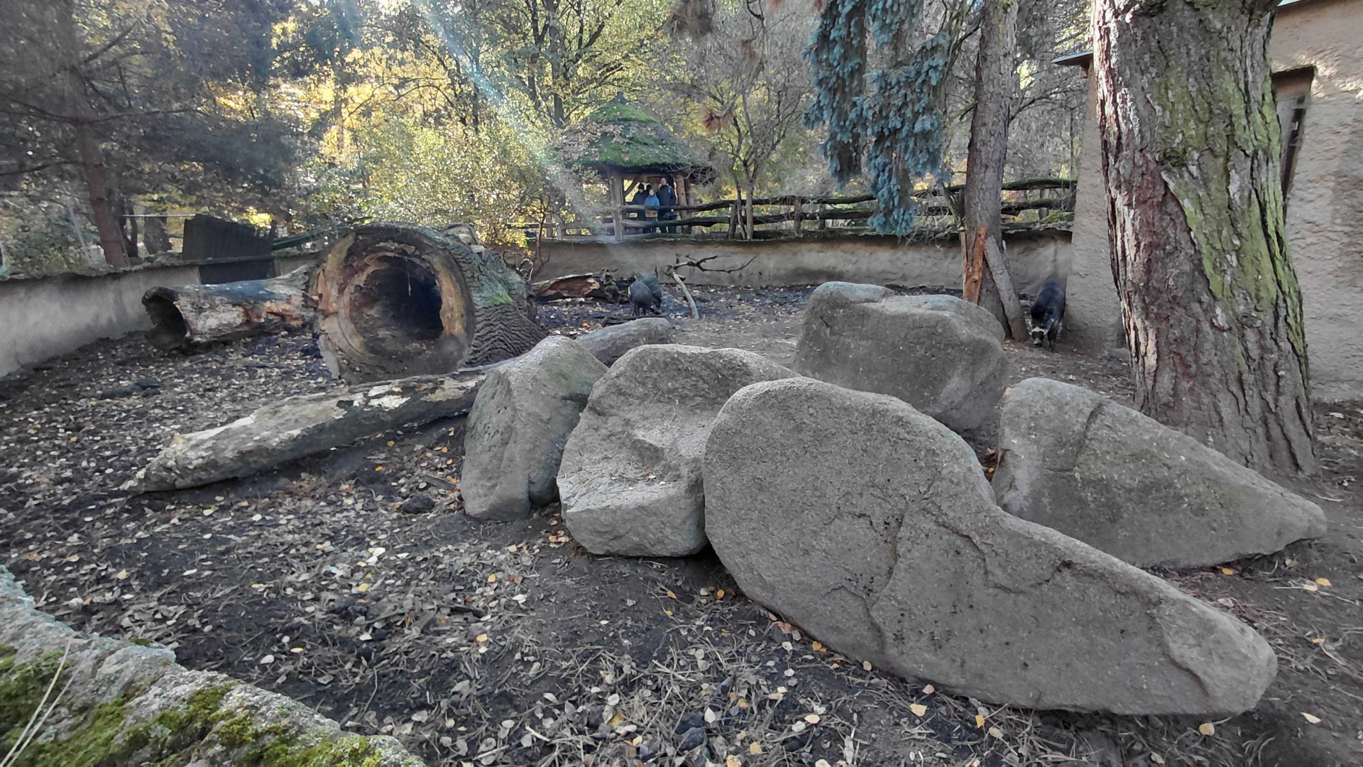 Visayan warty pig outdoor exhibit