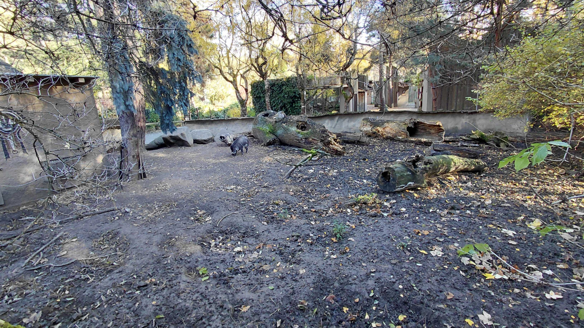 Visayan warty pig outdoor exhibit