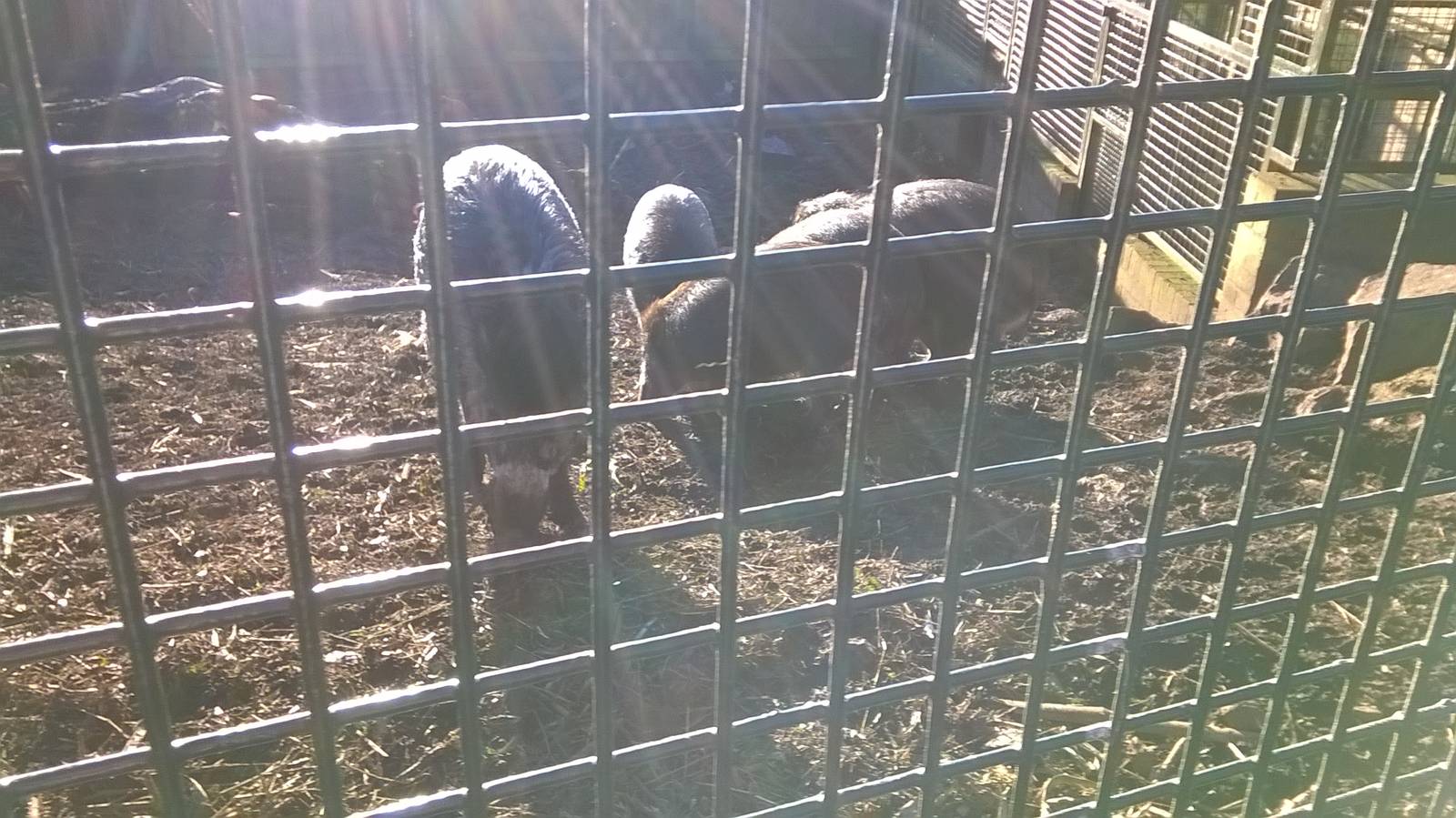 Visayan warty pig outdoors