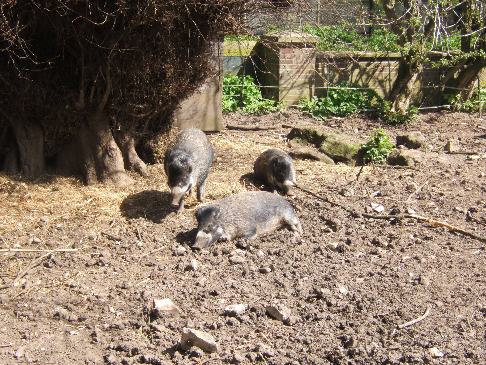 Visayan Warty Pig`s