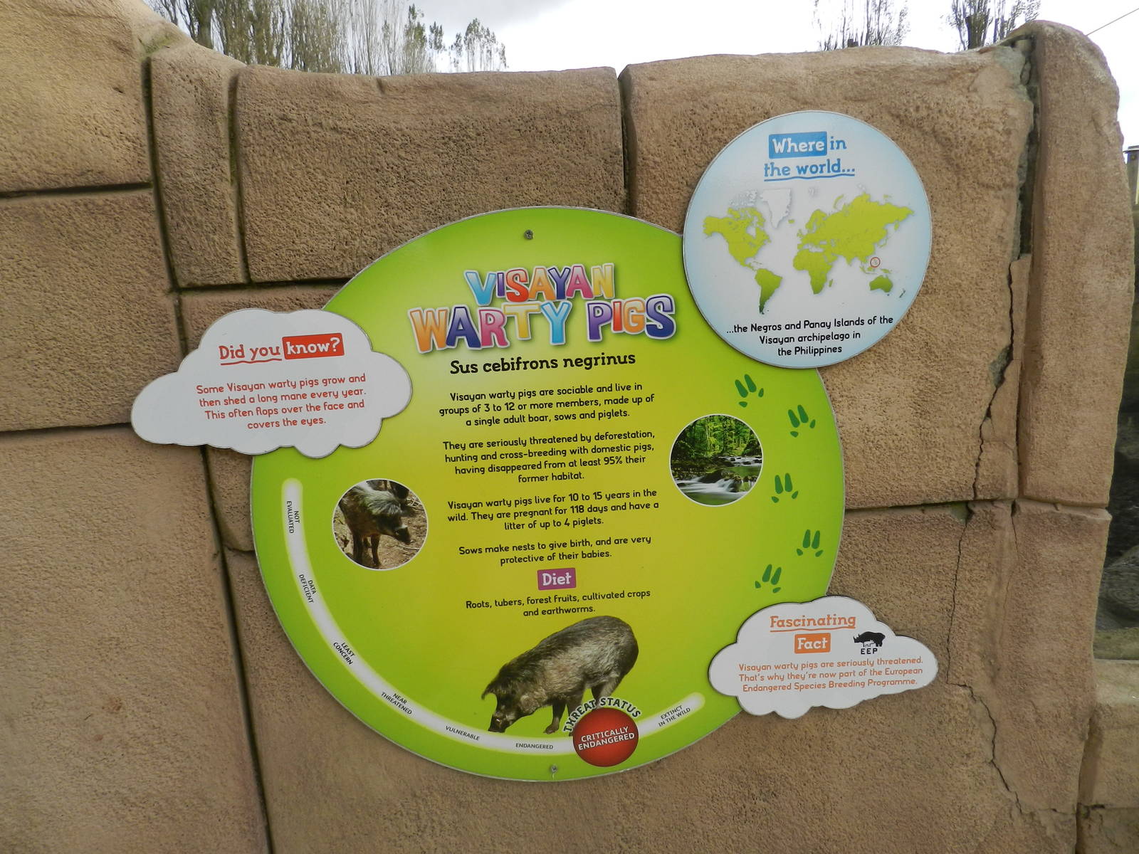 Visayan Warty Pig Sign at Flamingo Land - 14/10/2012