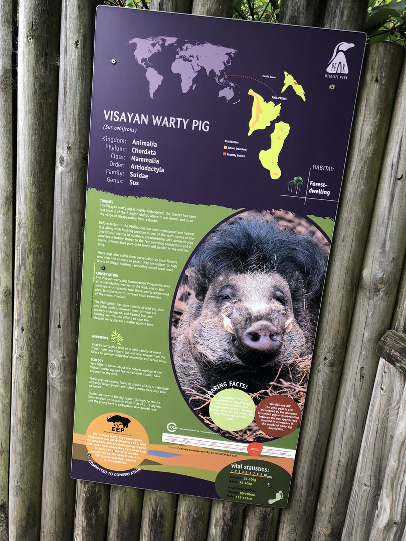 Visayan Warty Pig Signage at Peak Wildlife Park (August 2023)