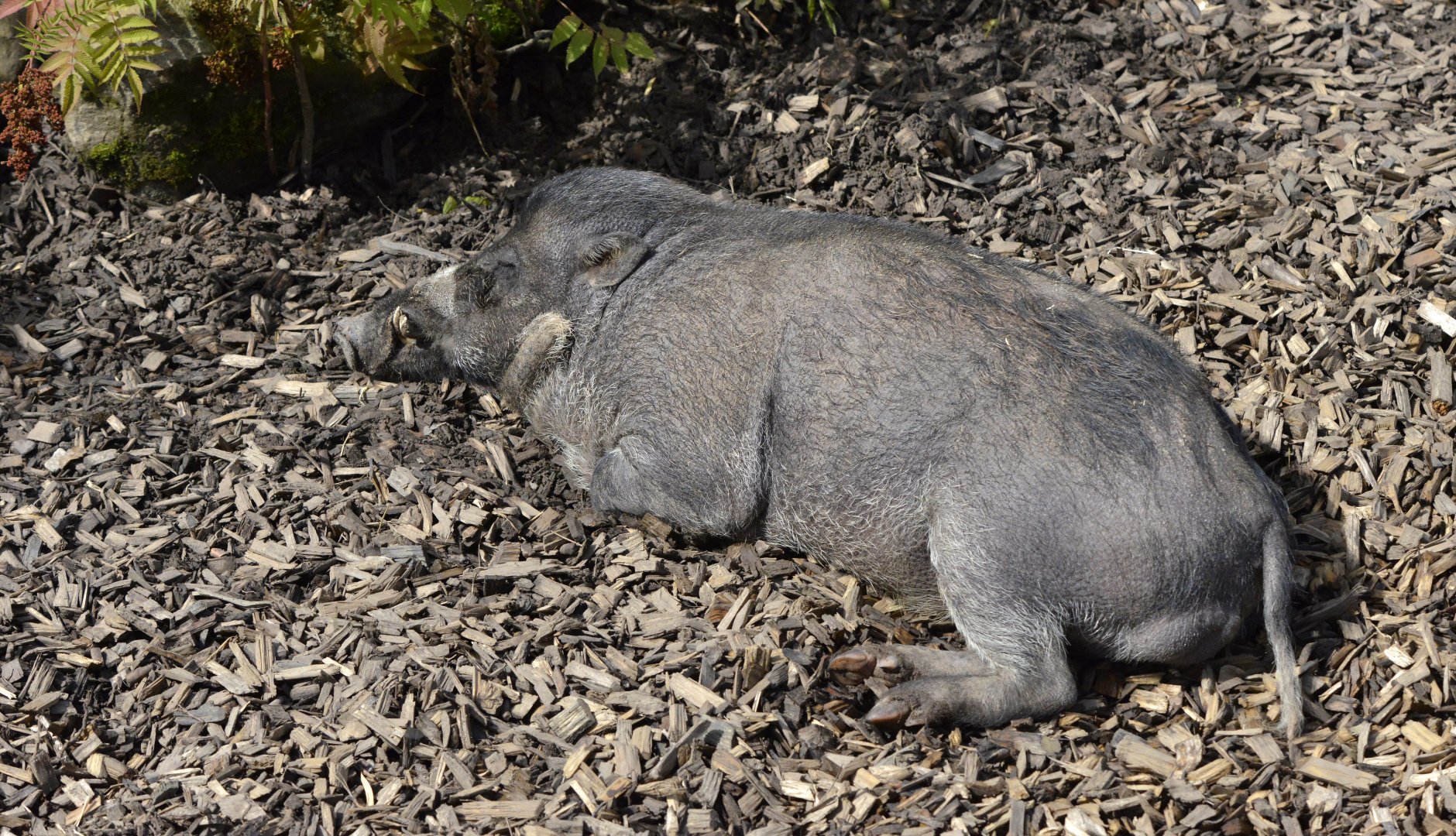 Visayan warty pig sleeping