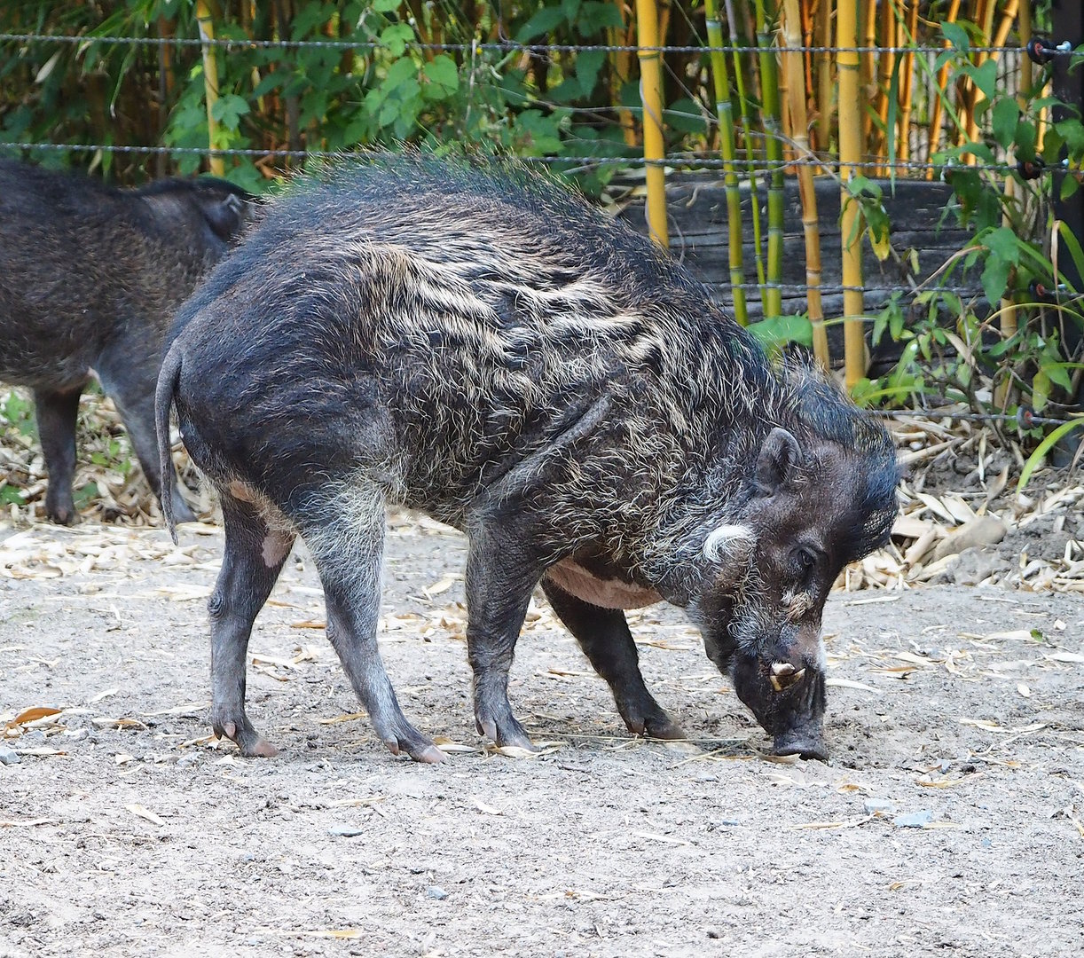 Visayan warty pig (Sus cebifrons negrinus), 2022-07-16