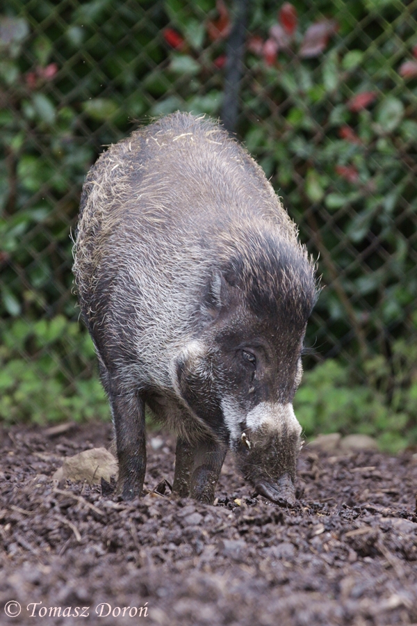 Visayan warty pig (Sus cebifrons negrinus)