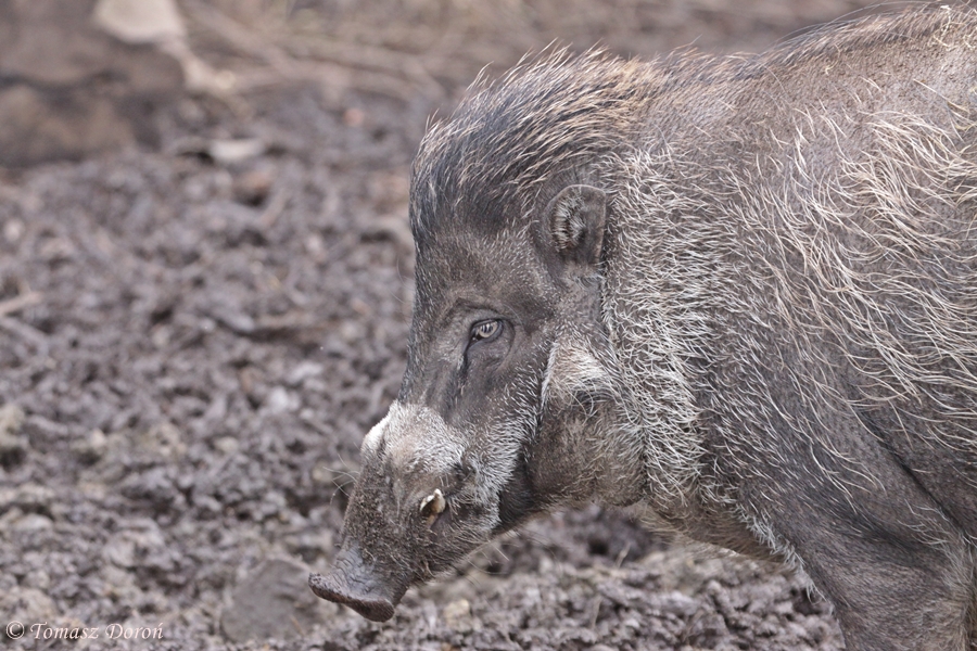 Visayan warty pig (Sus cebifrons negrinus).