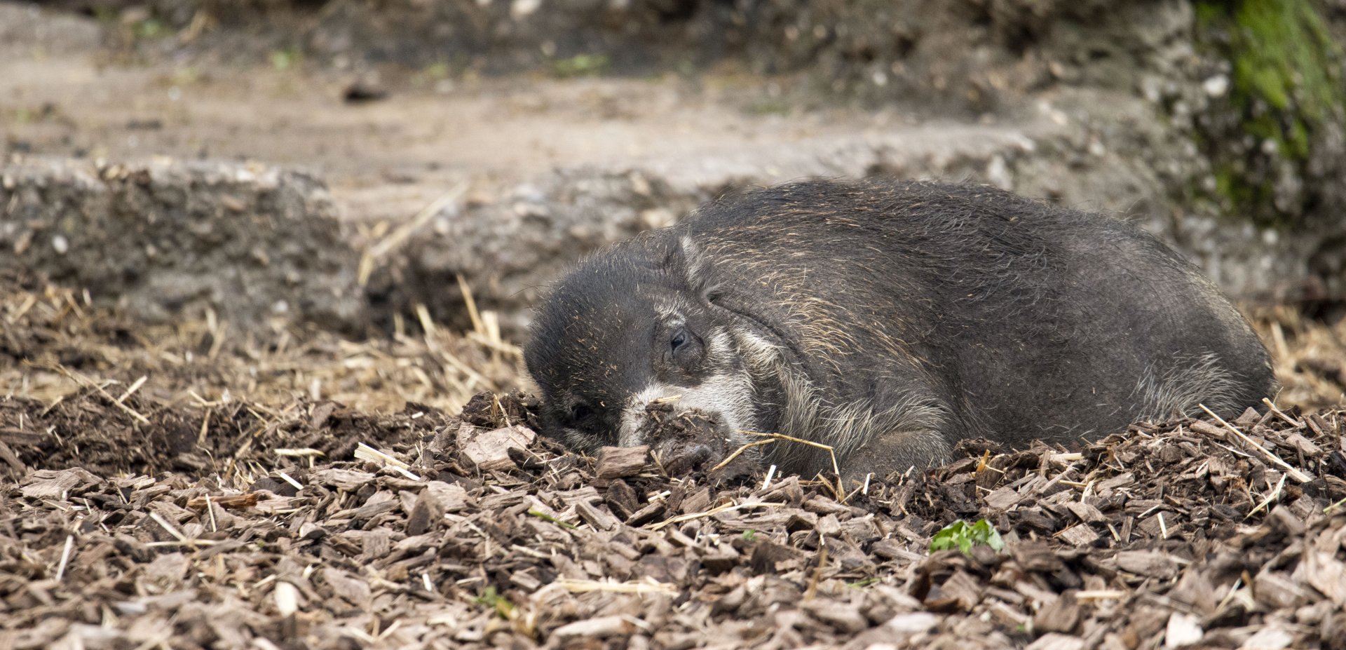 Visayan warty pig (Sus cebifrons negrinus)