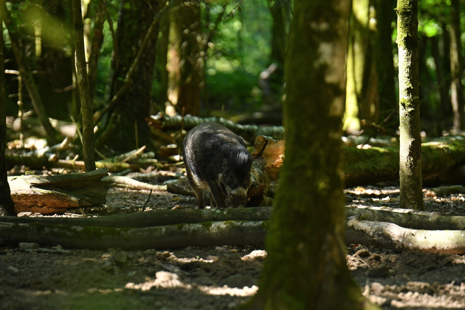 Visayan warty pig (Sus cebifrons negrinus)