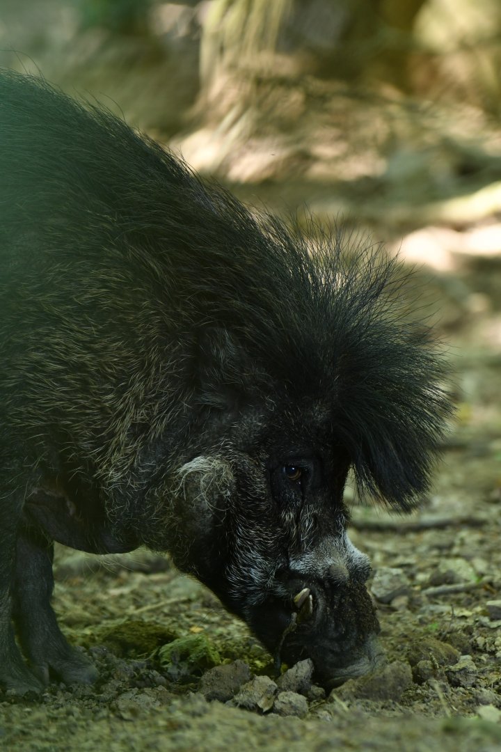 Visayan warty pig (Sus cebifrons negrinus)