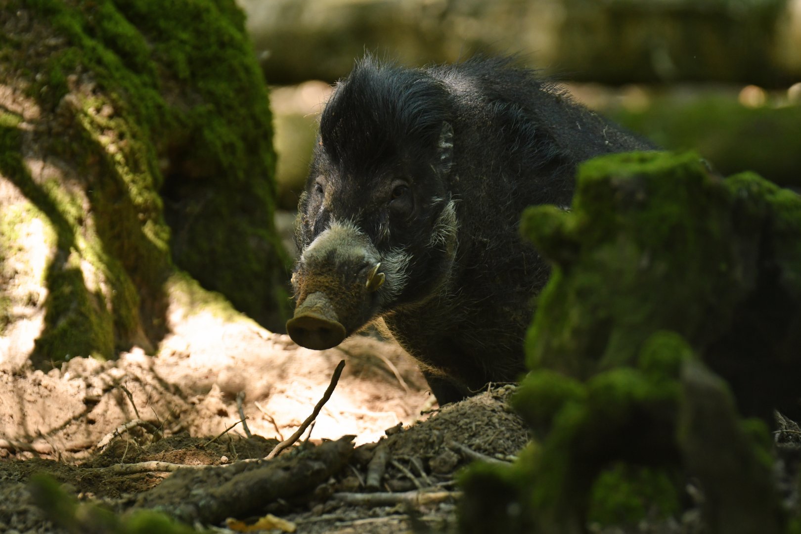 Visayan warty pig (Sus cebifrons negrinus)