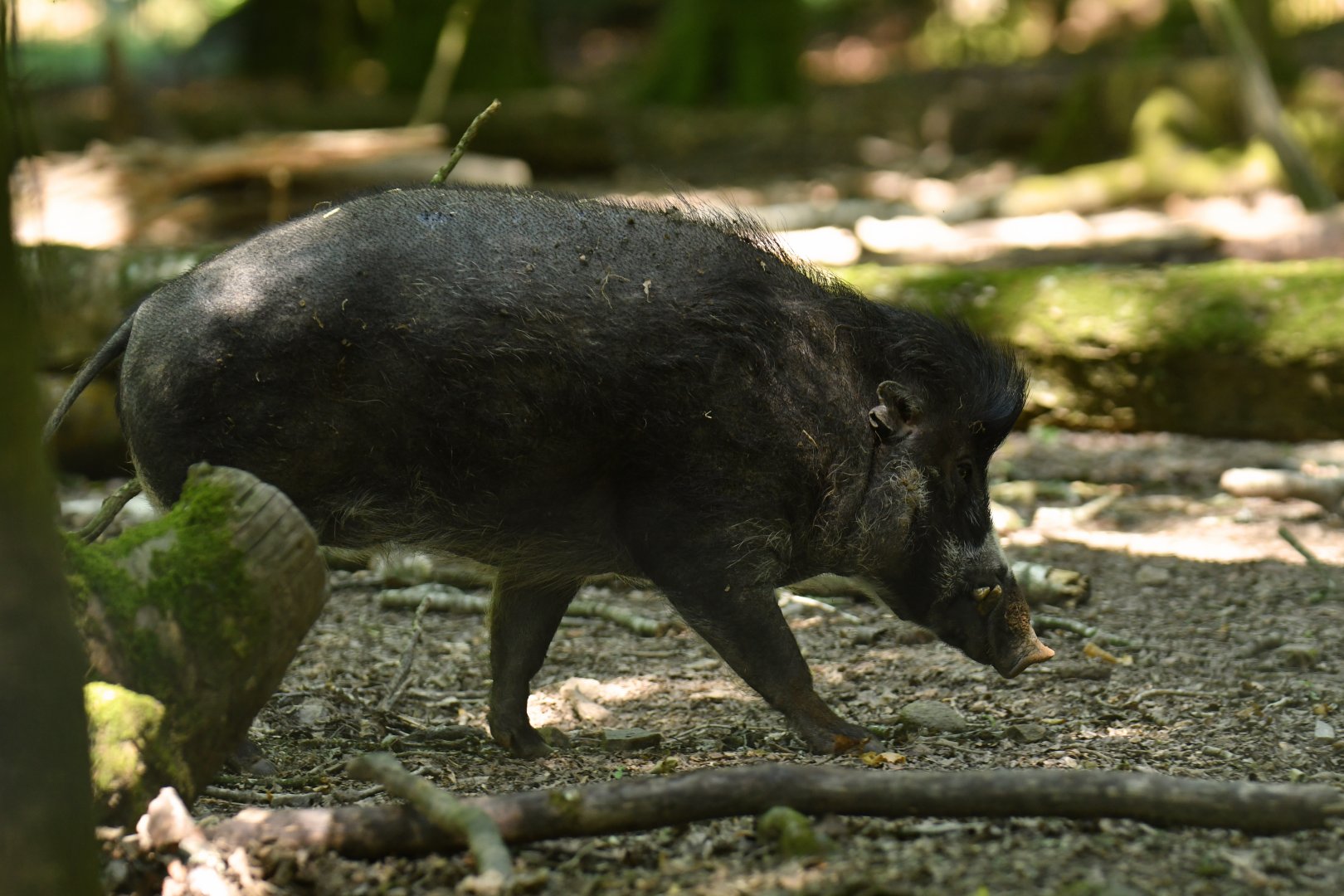 Visayan warty pig (Sus cebifrons negrinus)