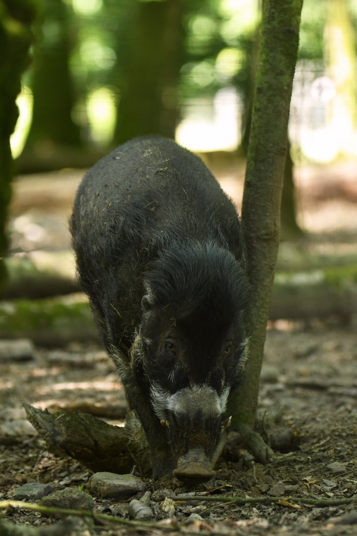 Visayan warty pig (Sus cebifrons negrinus)