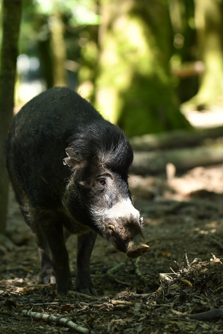 Visayan warty pig (Sus cebifrons negrinus)