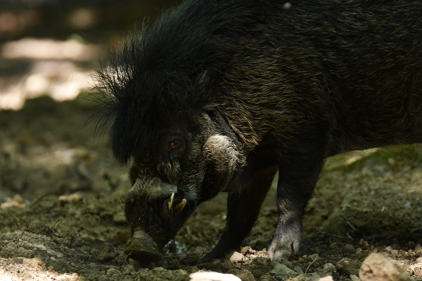 Visayan warty pig (Sus cebifrons negrinus)