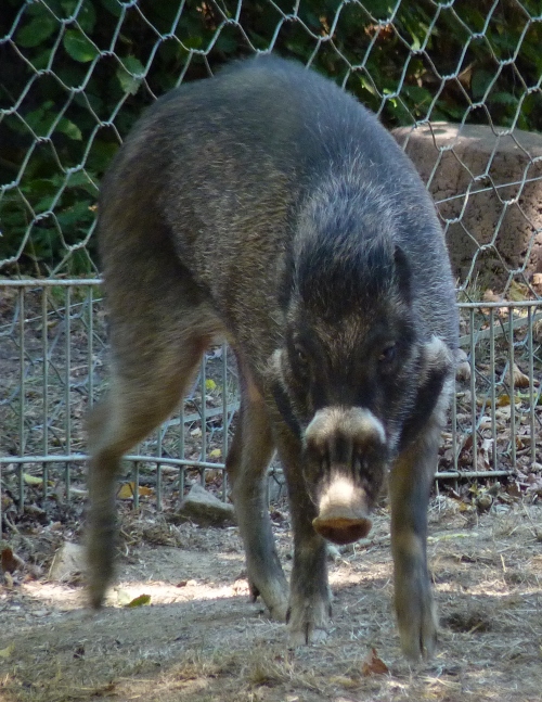 Visayan warty pig (Sus cebifrons negrinus)
