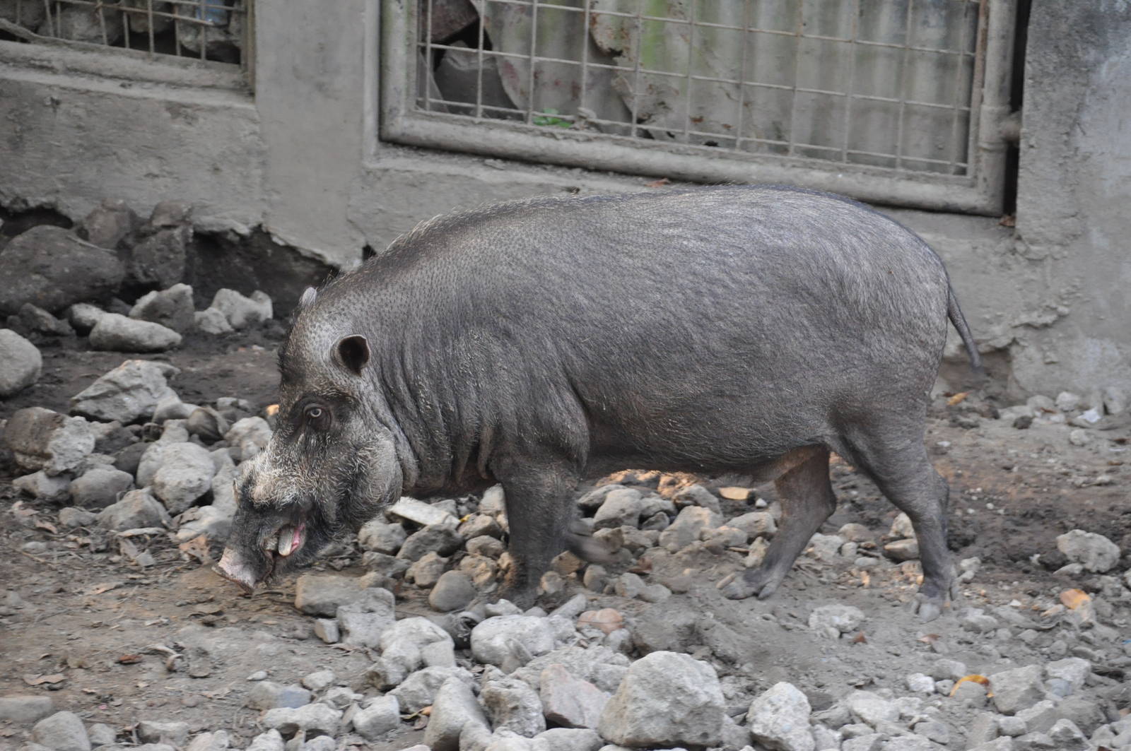 Visayan warty pig/ Sus cebifrons - unknown hybrid