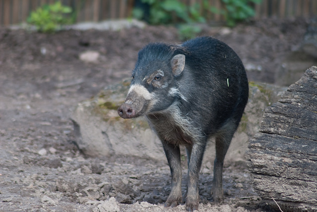 Visayan warty pig (Sus cebifrons)