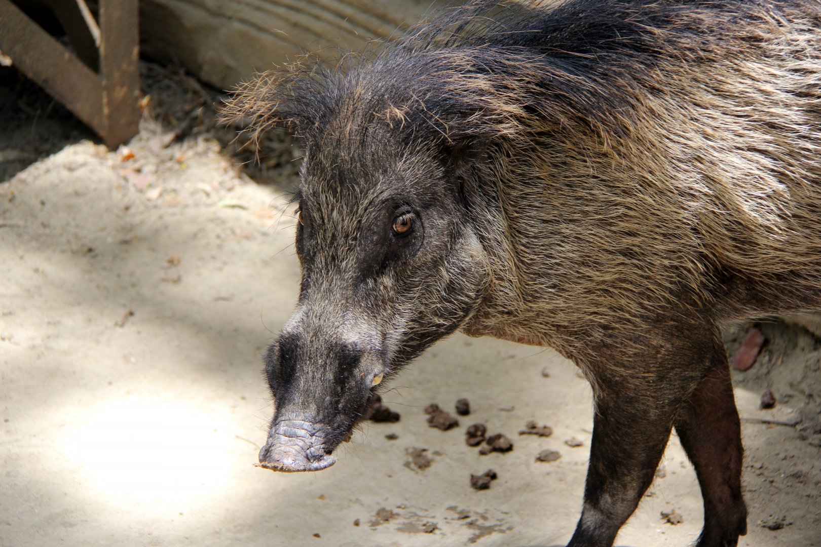 Visayan warty pig (Sus cebifrons)