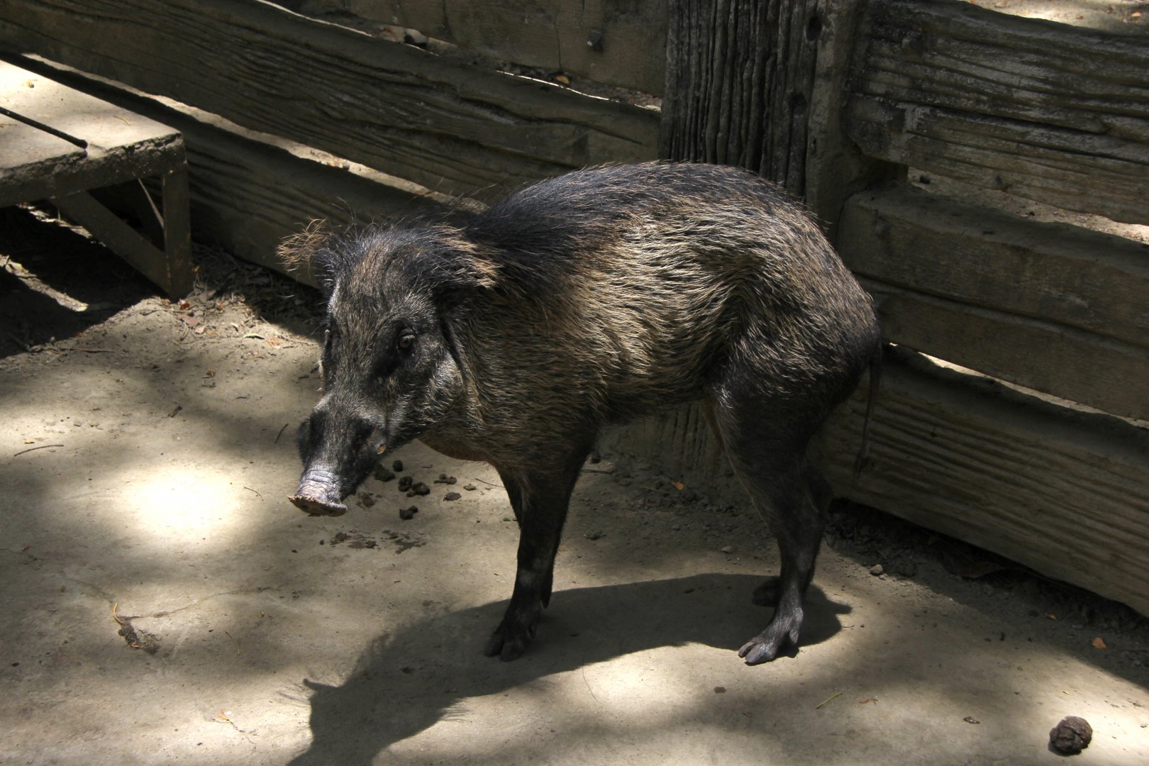 Visayan warty pig (Sus cebifrons)