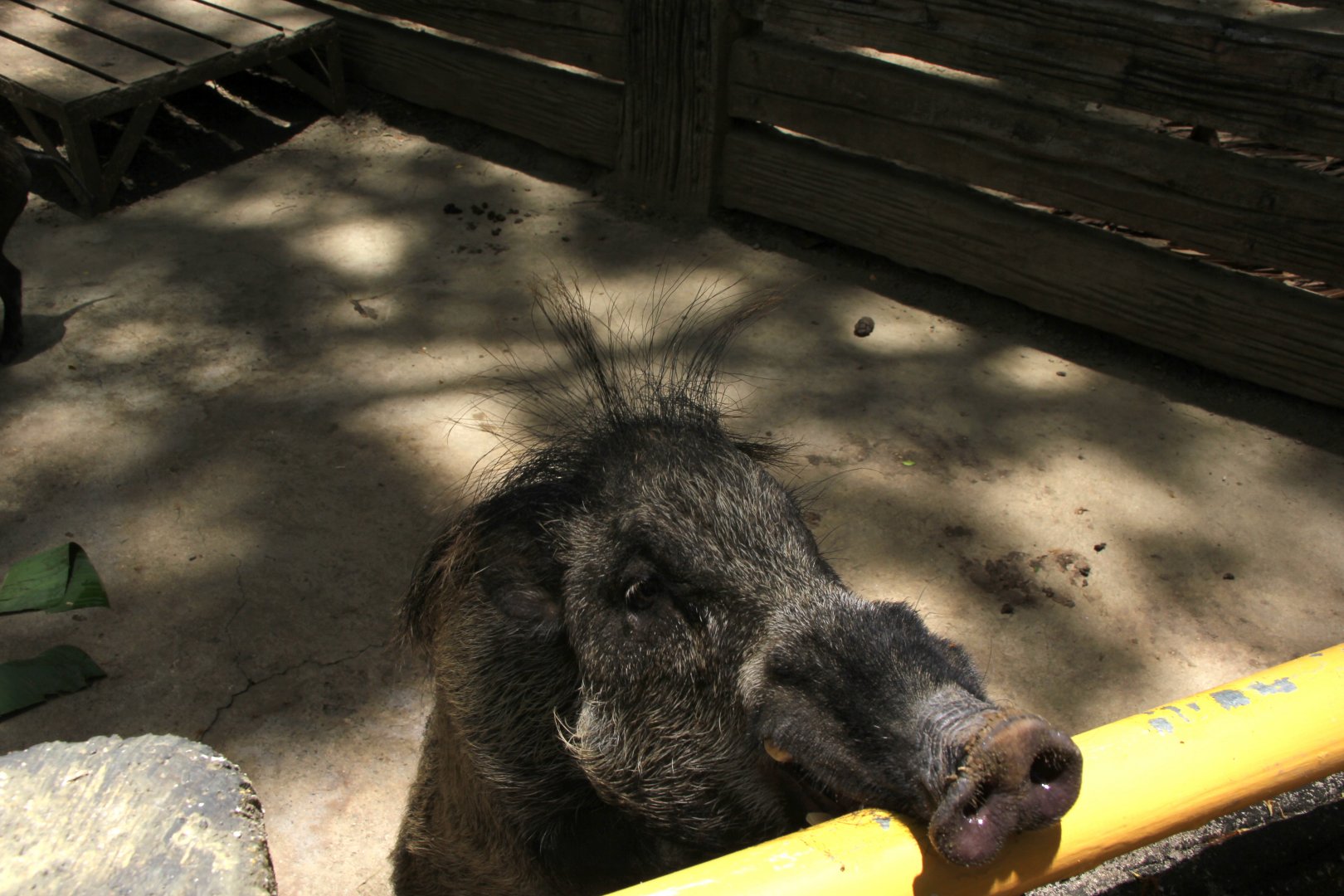 Visayan warty pig (Sus cebifrons)
