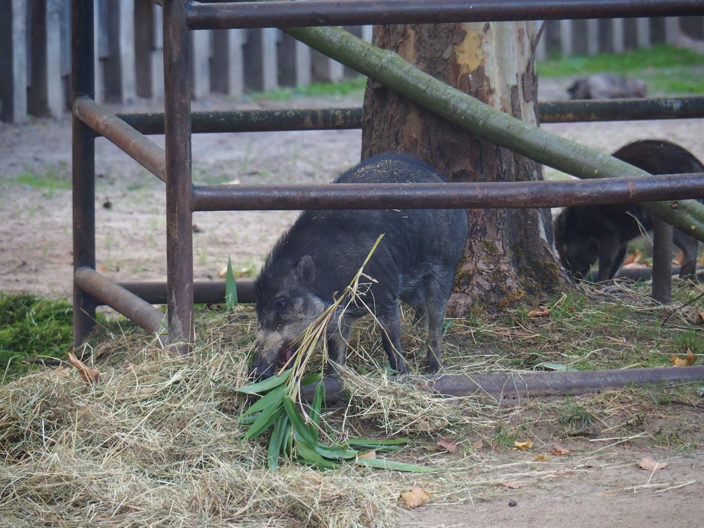 Visayan warty pig (Sus cebifrons)