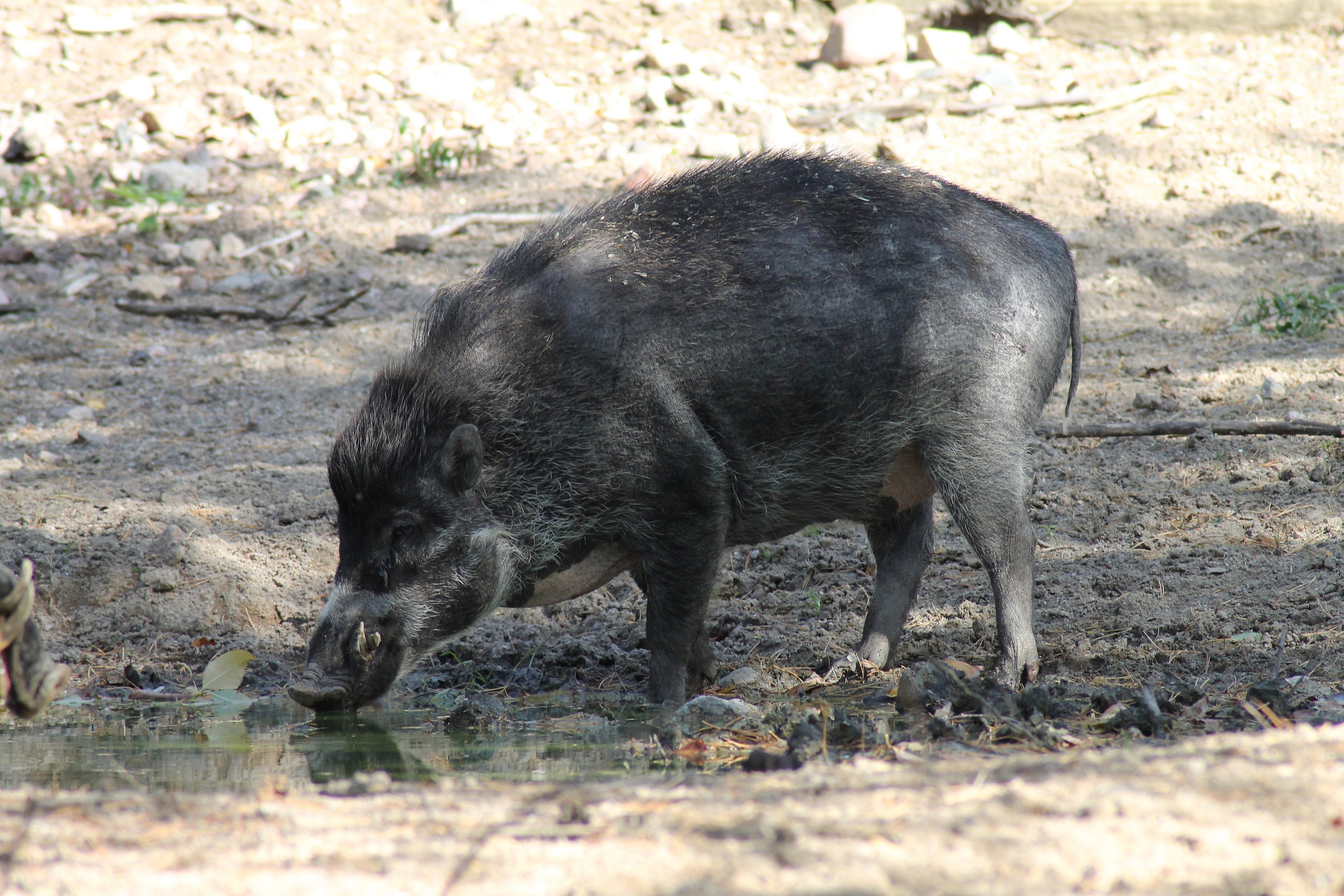 Visayan warty pig (Sus cebifrons)