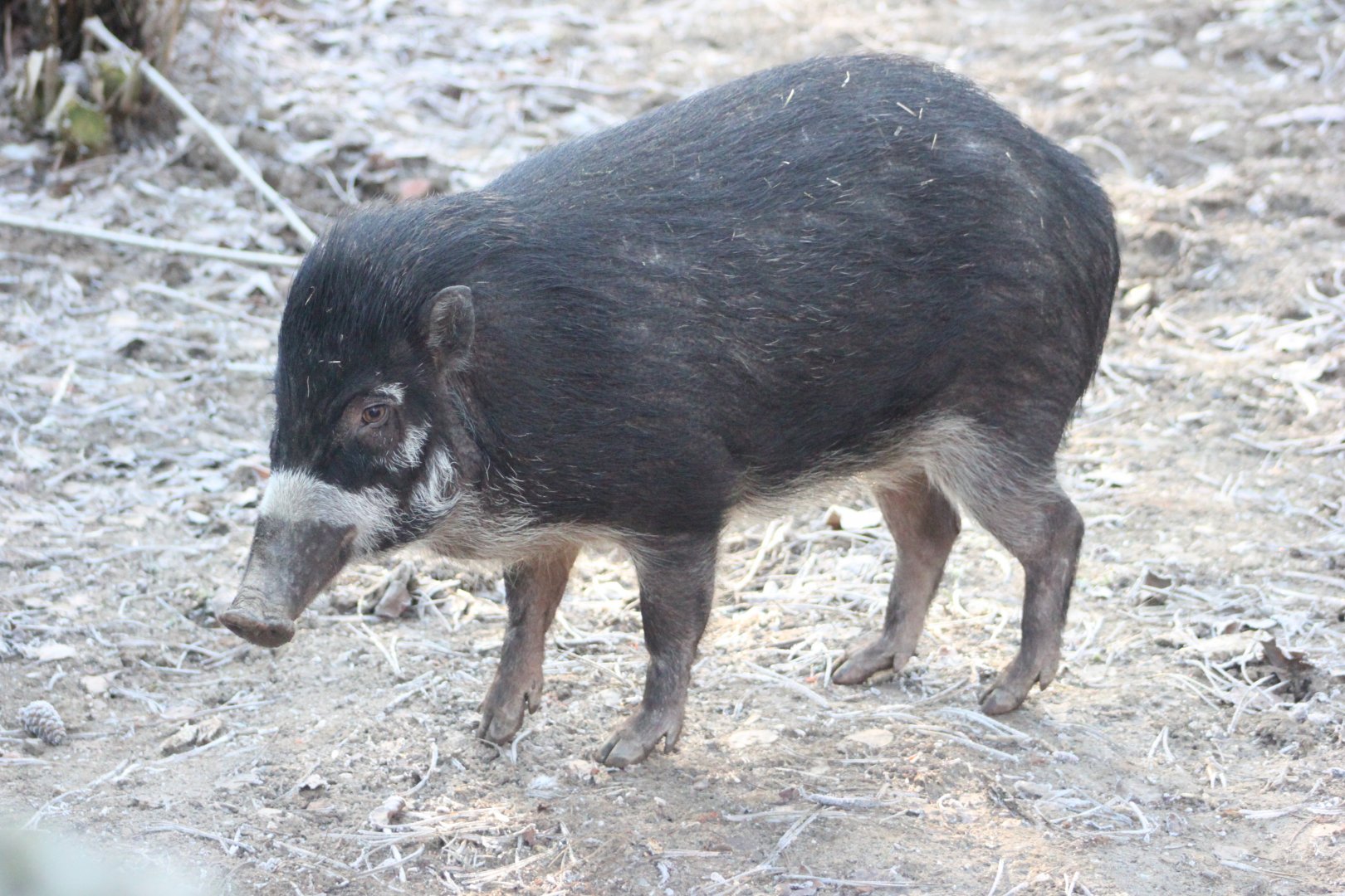 Visayan warty pig (Sus cebifrons)