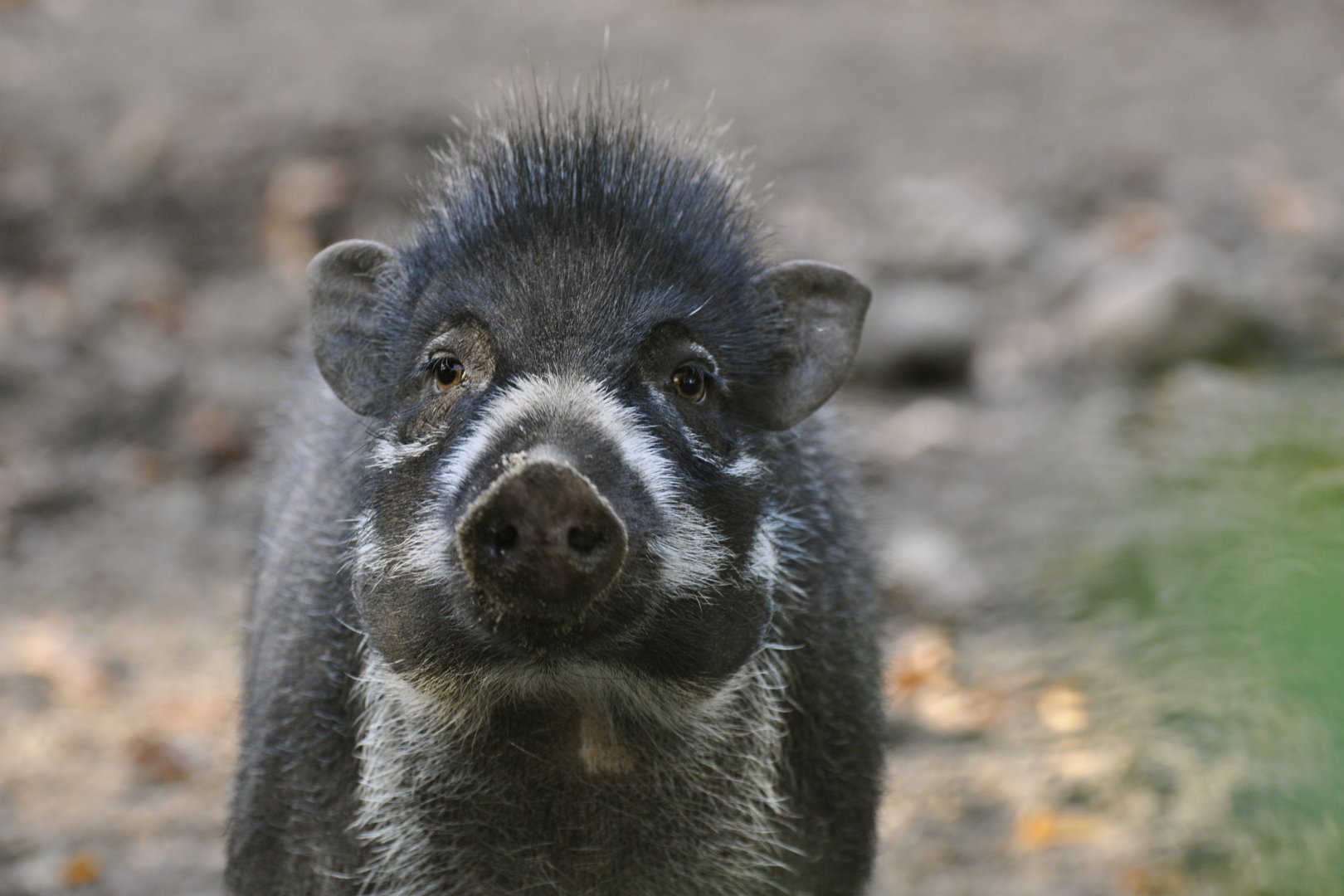Visayan warty pig (Sus cebifrons)