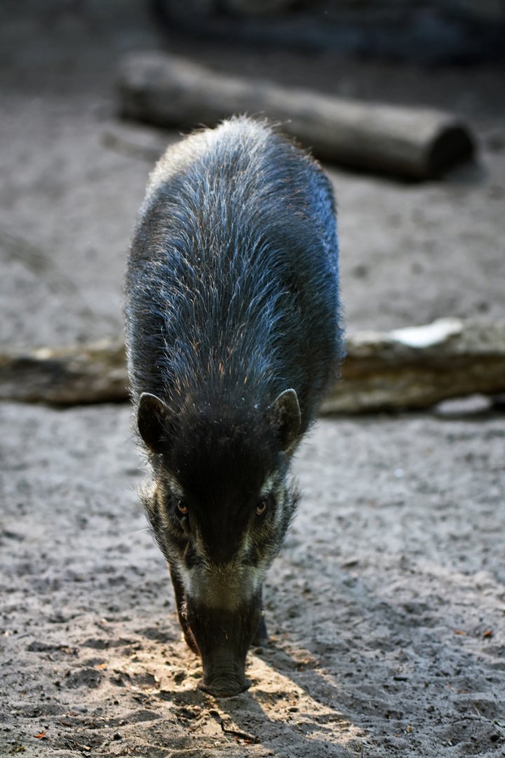 Visayan warty pig (Sus cebifrons)