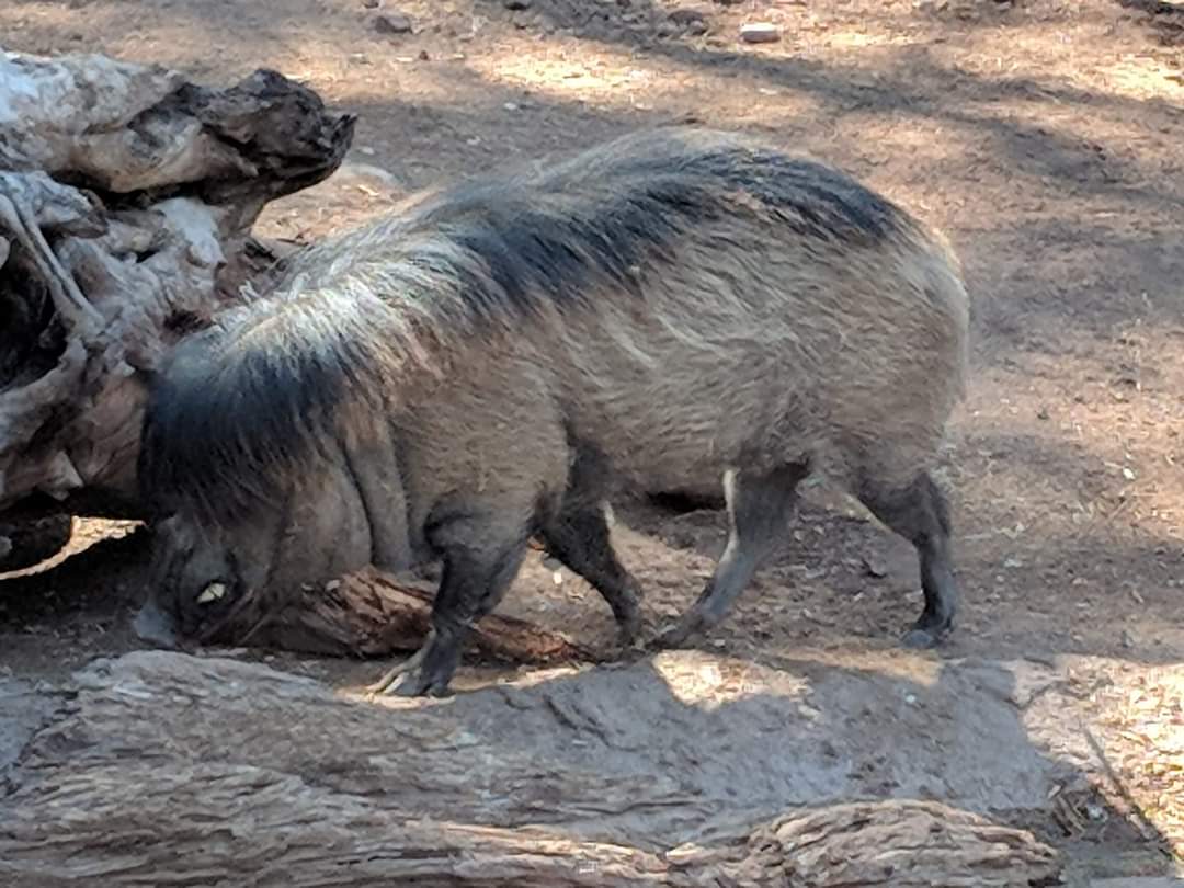 Visayan warty pig (Sus cebifrons)