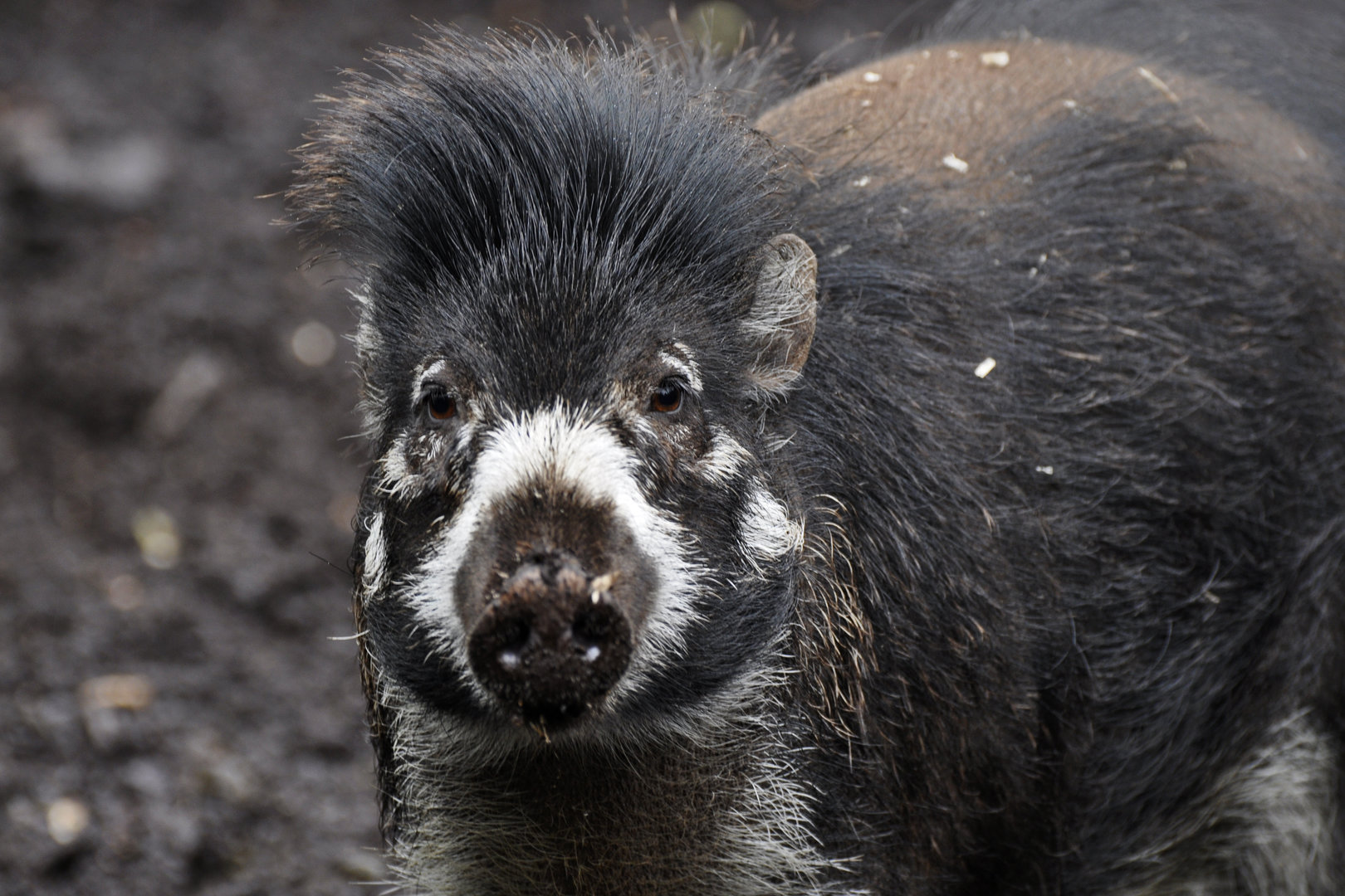 Visayan warty pig (Sus cebifrons)