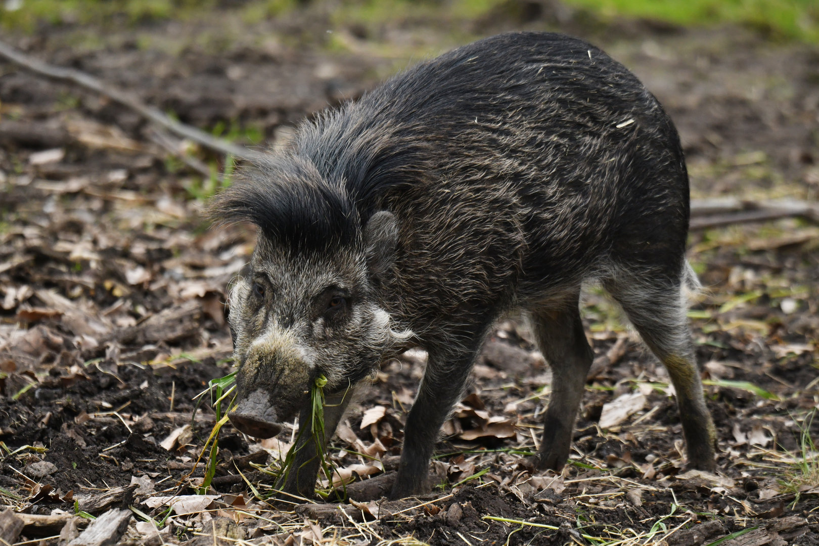 Visayan warty pig (Sus cebifrons)