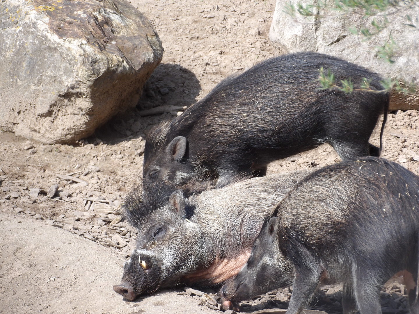 Visayan Warty Pig (Sus cebifrons)