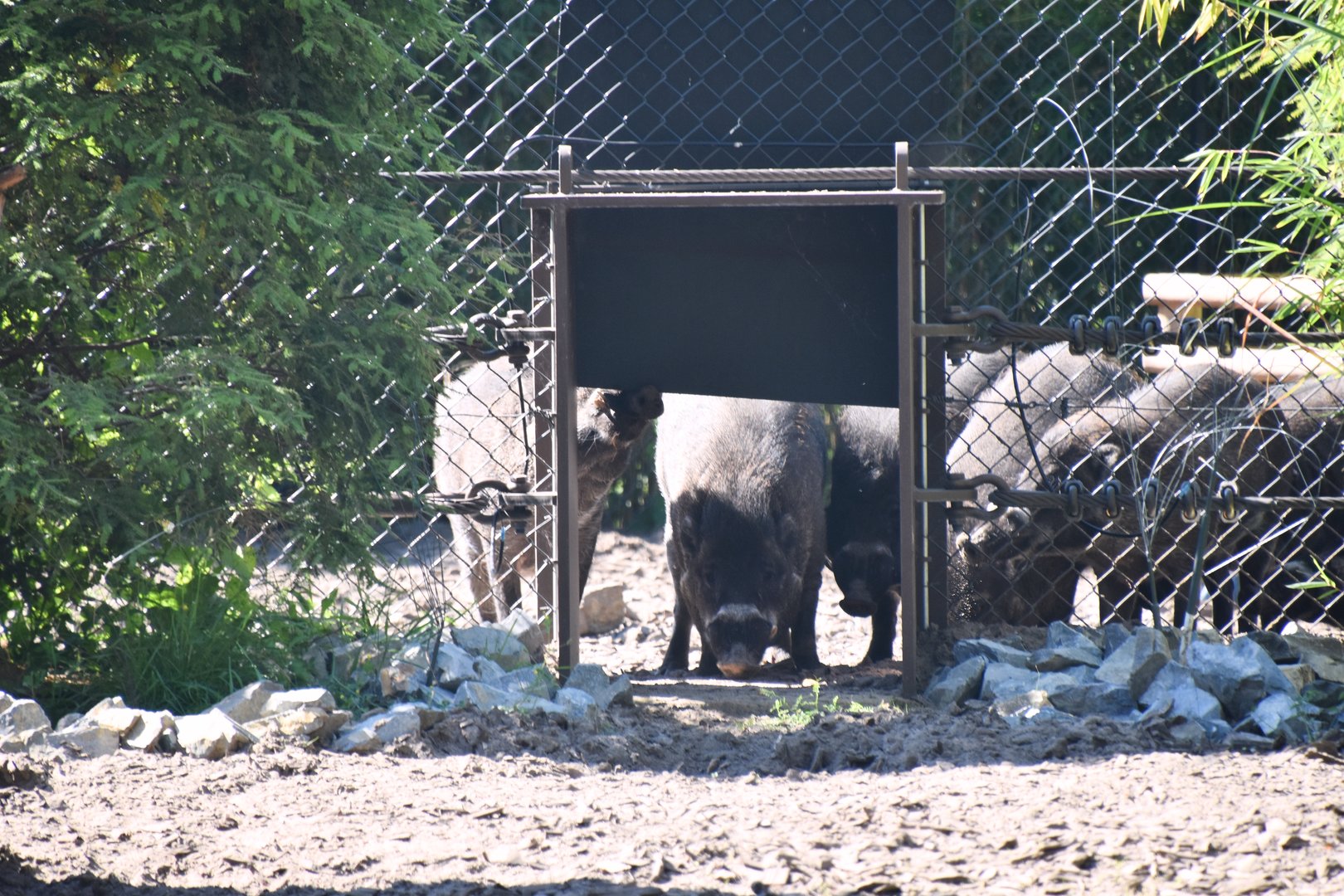 Visayan warty pig, Sus cebifrons