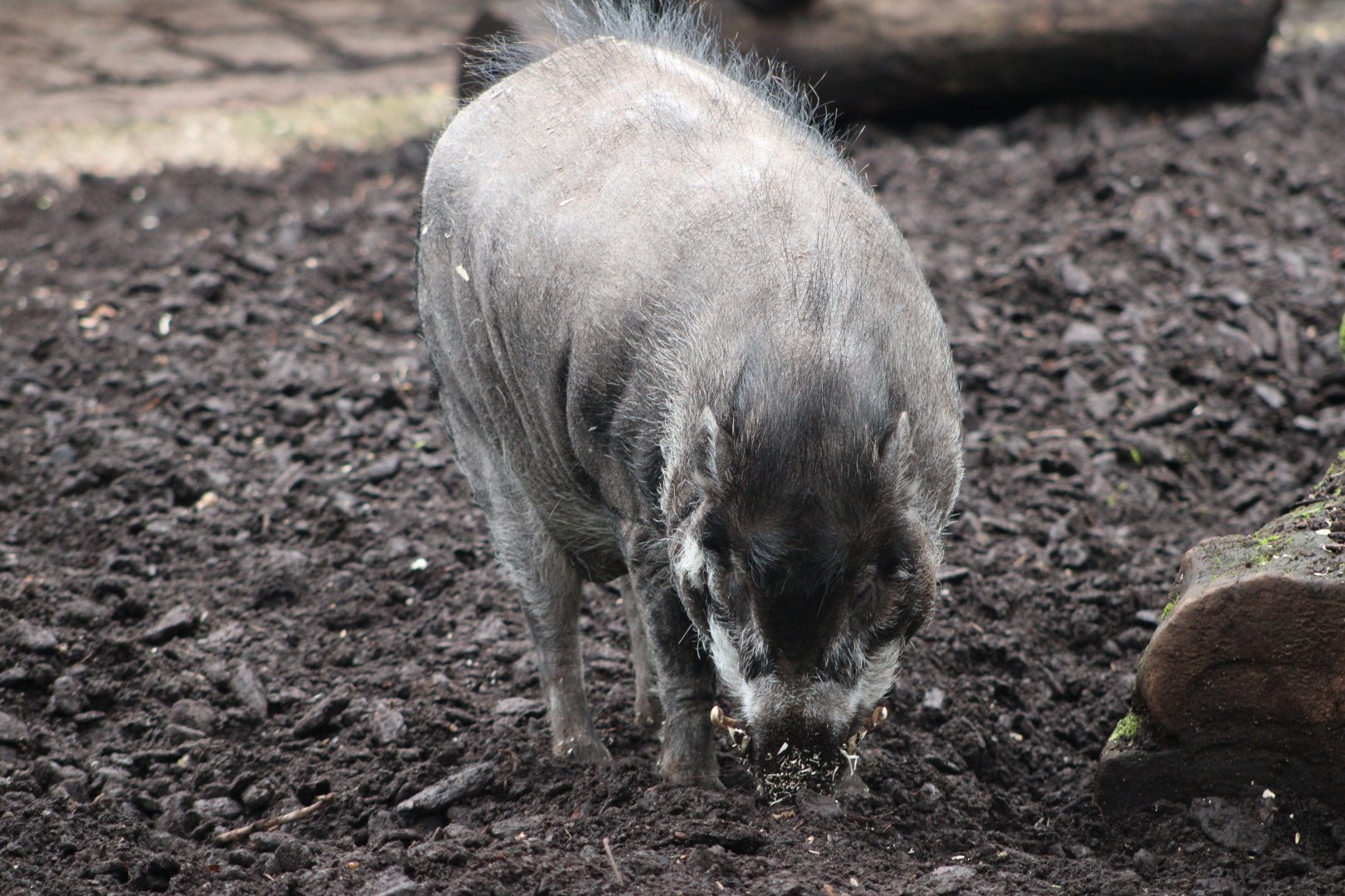 Visayan Warty Pig (Sus cebifrons)