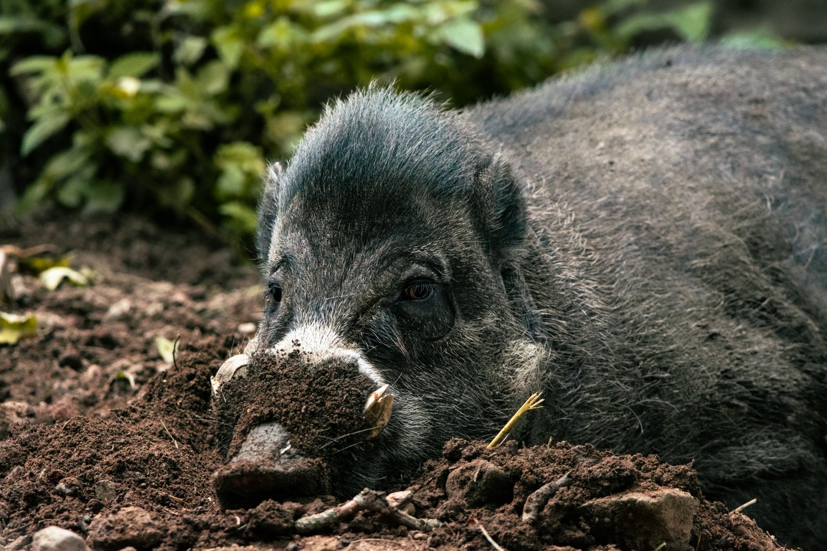 Visayan warty pig (Sus cebifrons)