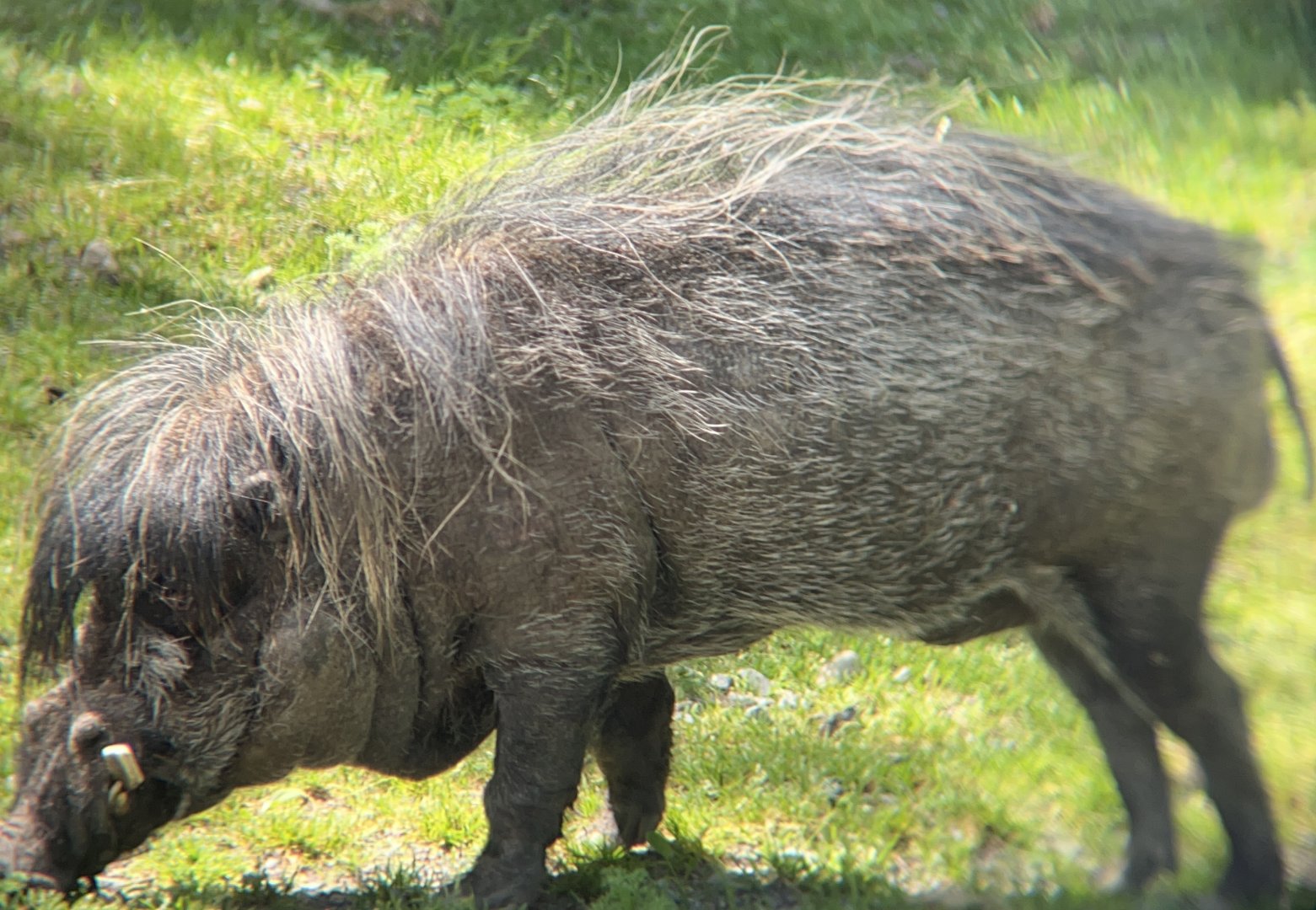 Visayan Warty Pig (Sus cebifrons)