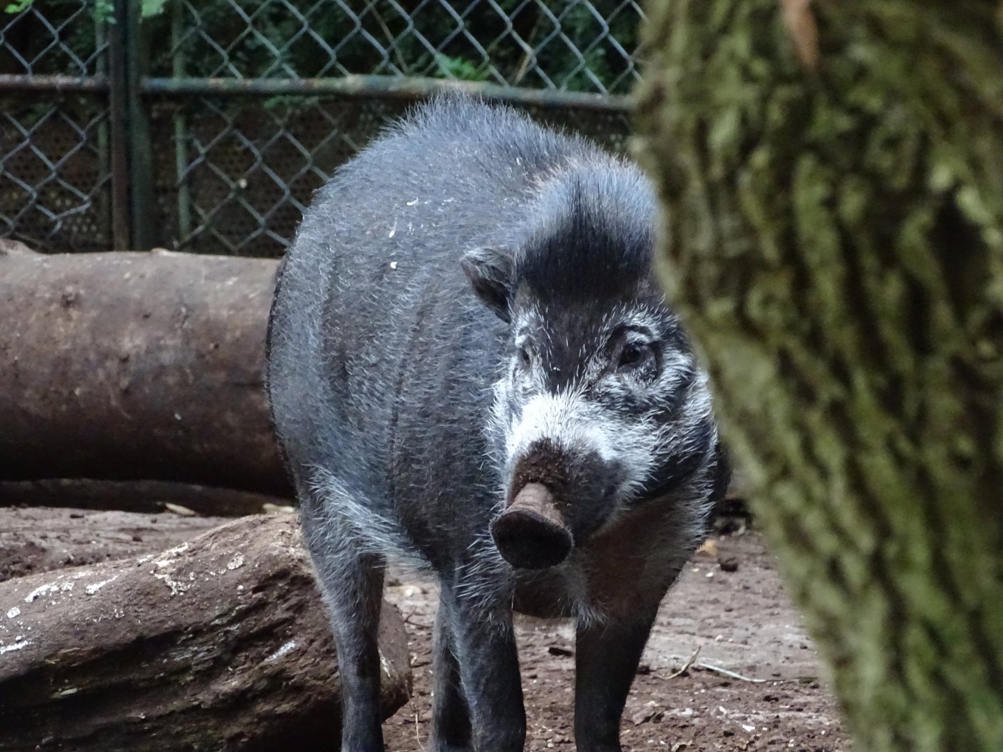 Visayan warty pig (Sus cebifrons)
