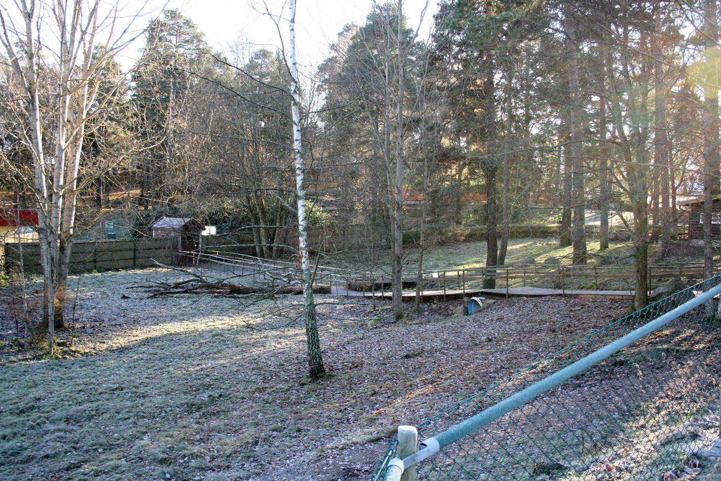 Visayan warty pig walk-through
