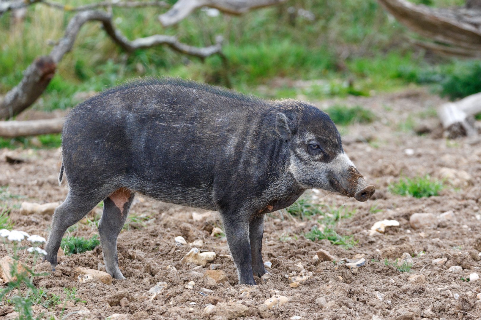 Visayan Warty Pig / Whipsnade / 17-9-21