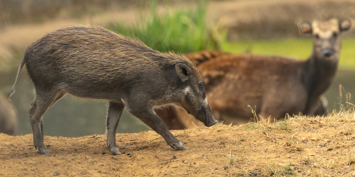 Visayan warty pig : Whipsnade : 29 Jun 2025