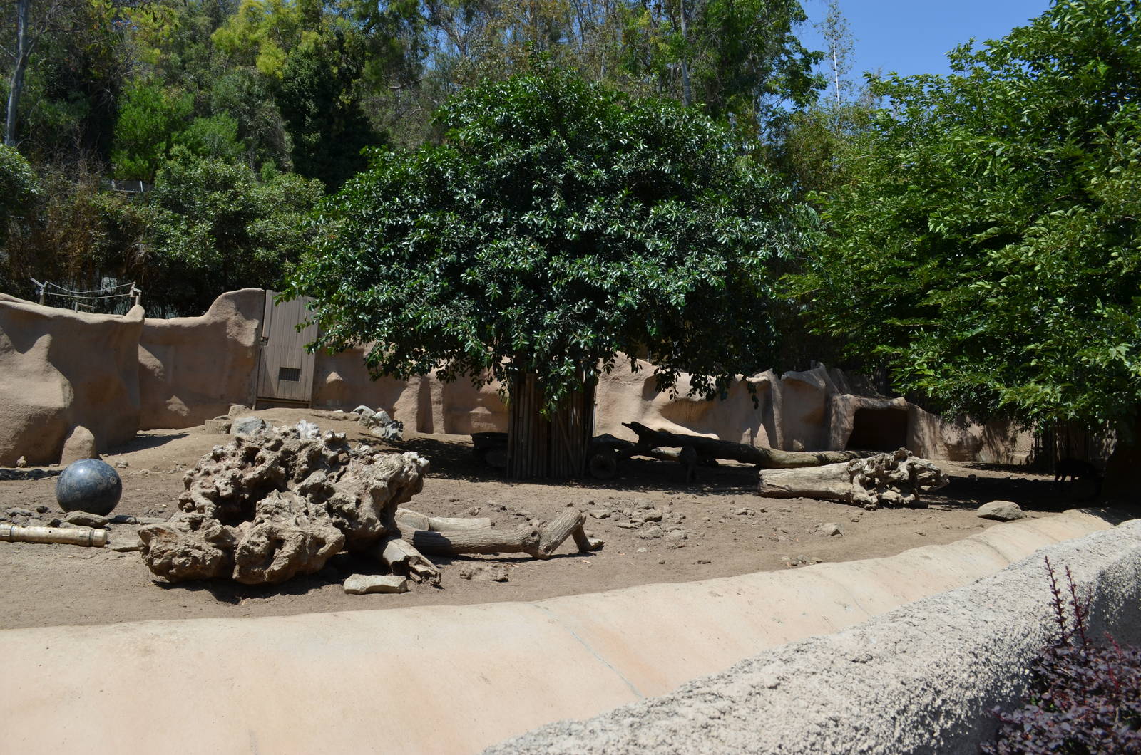 Visayan Warty Pig Yard