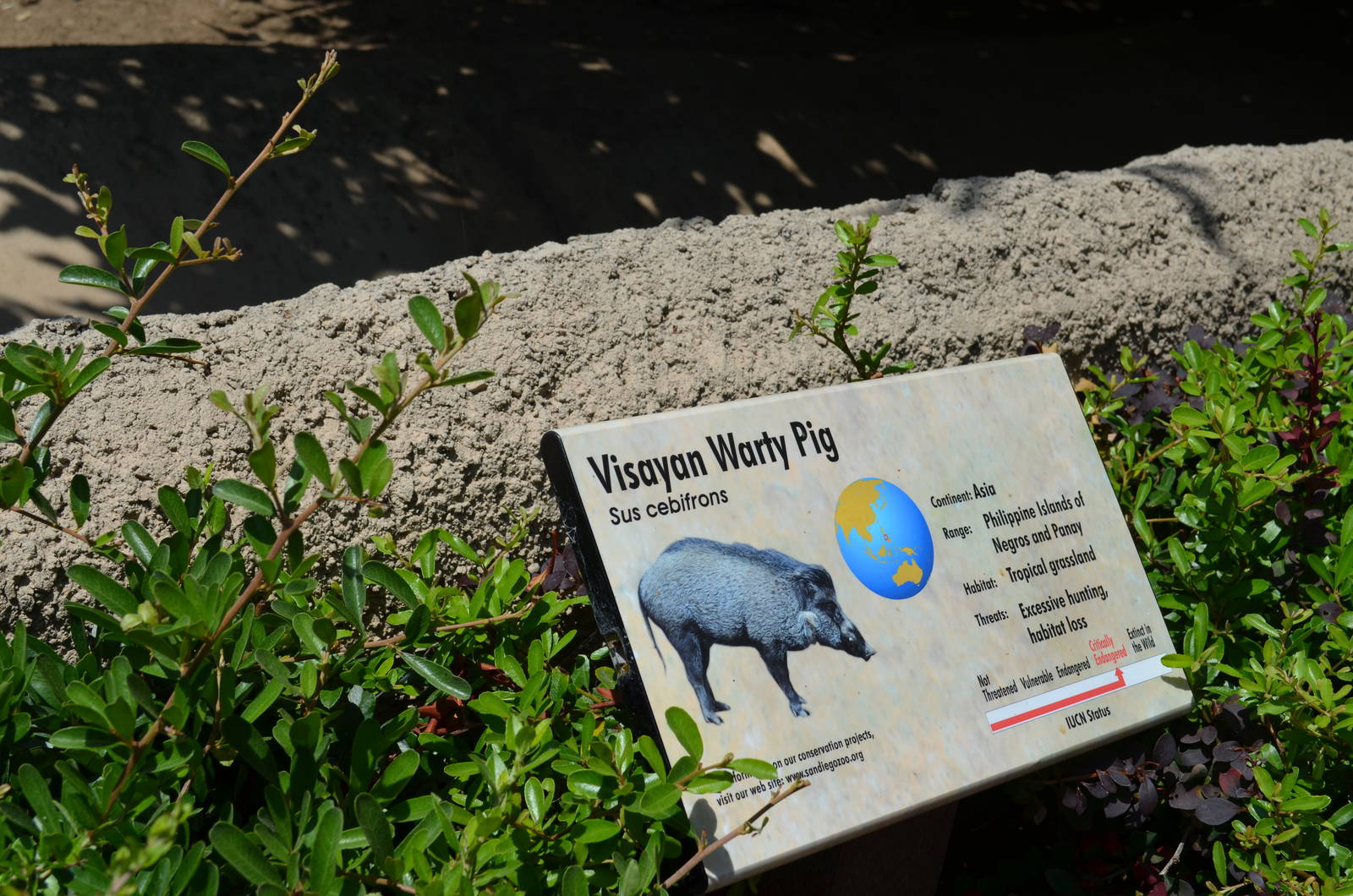 Visayan Warty Pig Yard