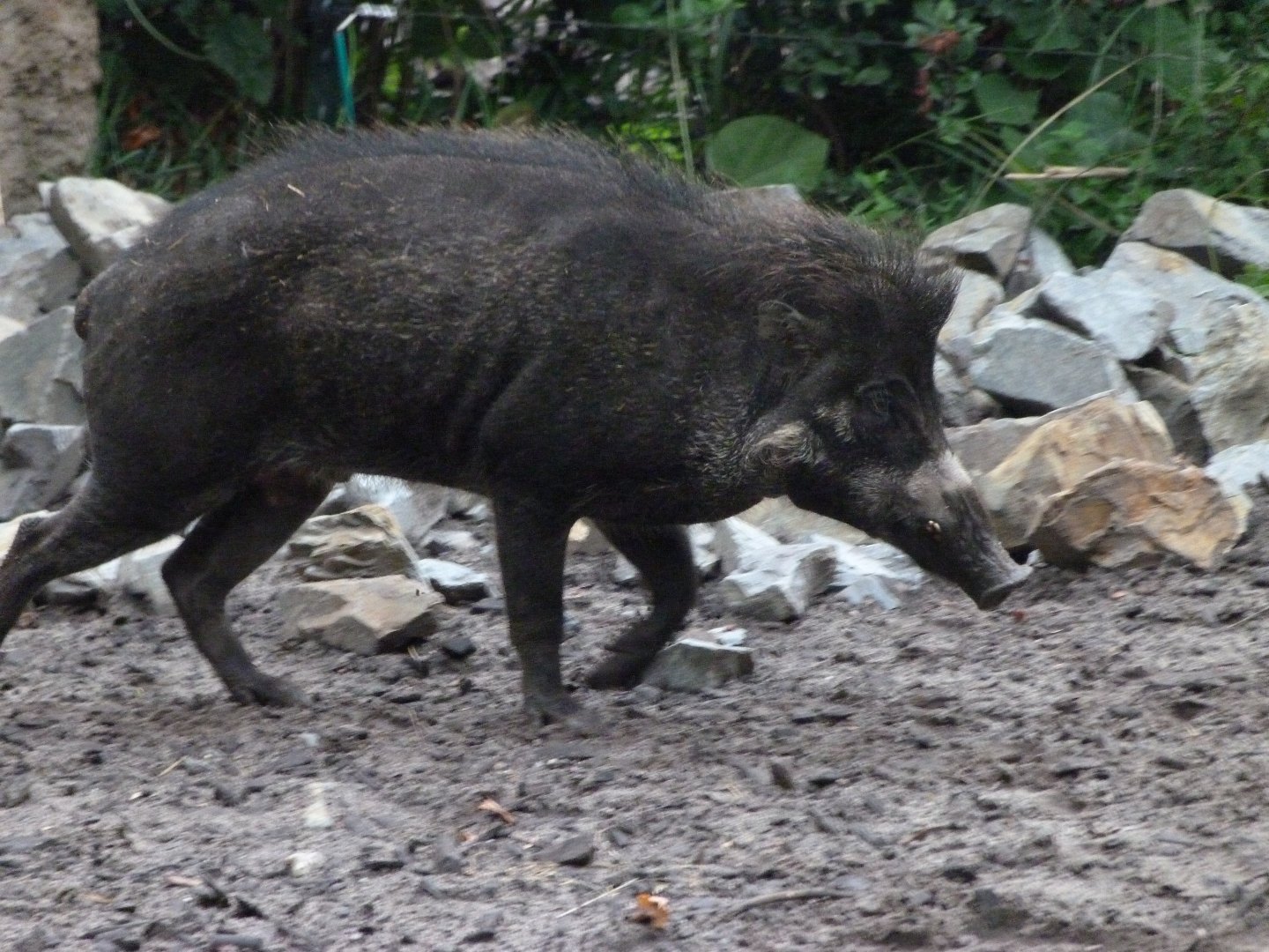 Visayan warty pig -Zoologischer Garten Berlin (2024)