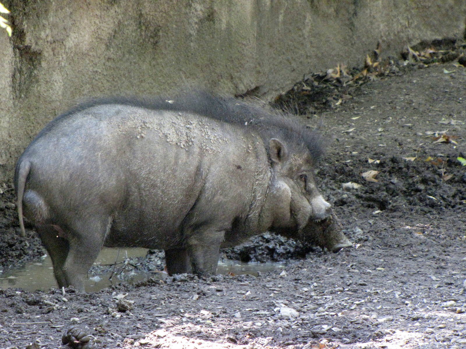 Visayan Warty Pig